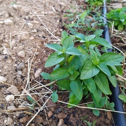 Albahaca Verde
