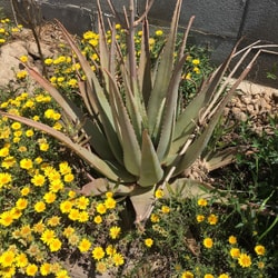 Aloe Vera