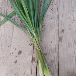 Hierba Limón (Lemon Grass)