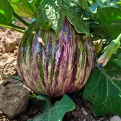 Berenjena Variada
