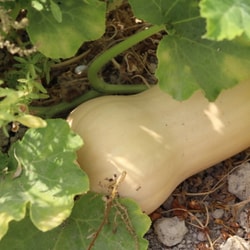 Calabaza Cacahuete