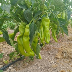 Pimiento Italiano Verde