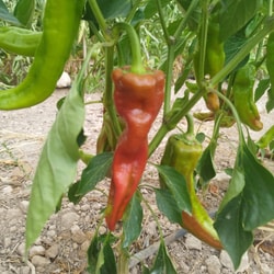 Pimiento Italiano Rojo