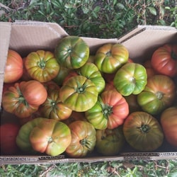 Tomate Ensalada