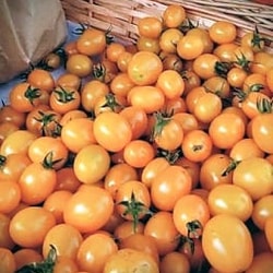 Tomate Cherry Amarillo