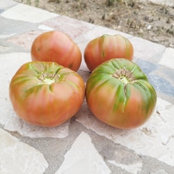 Tomate Rosa