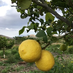 Limón