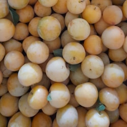 Ciruela Amarilla