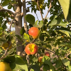 Manzana Gala Precoz