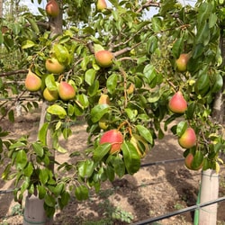 Pera Ercolina