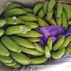 Plátano