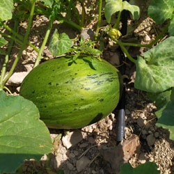 Melón Piel de Sapo