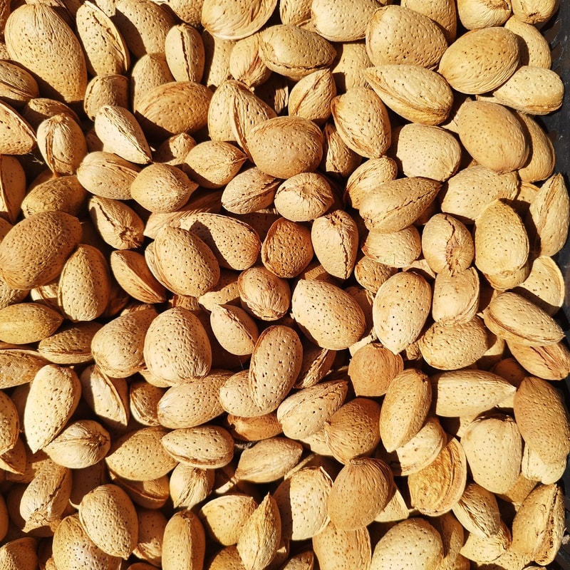 Almendra con Cascara