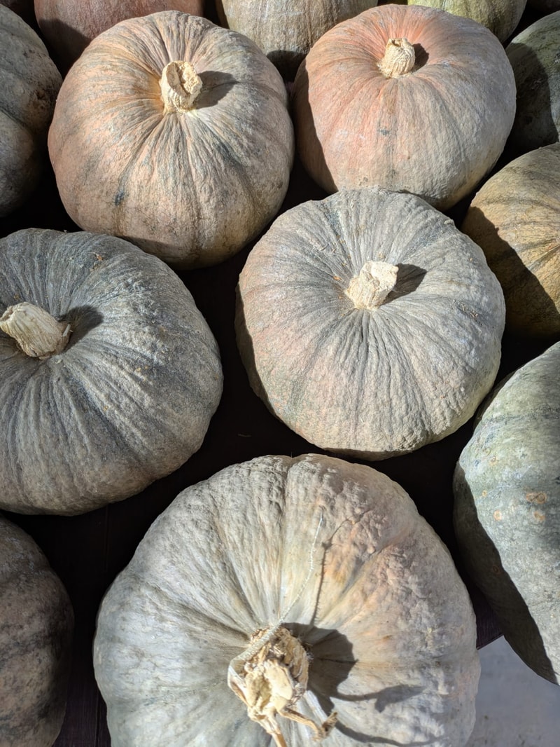 Calabaza de Asar