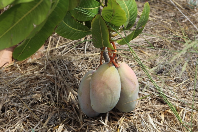 Mango