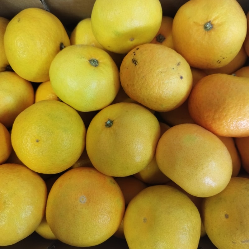 Mandarina