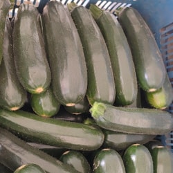 Calabacín