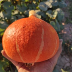 Calabaza Potimarrón