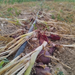 Cebolla Seca Morada